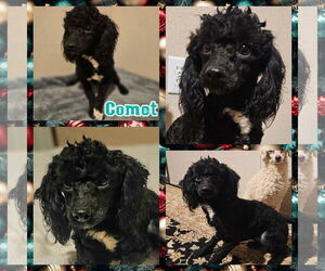 Poodle (Toy) Dogs for adoption in Blacksburg, SC, USA