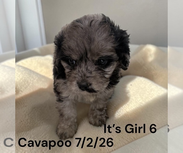 Medium Photo #11 Cavapoo (Miniature) Puppy For Sale in MONTPELIER, OH, USA