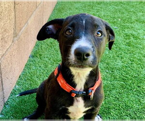 Labrador Retriever-Unknown Mix Dogs for adoption in Moreno Valley, CA, USA