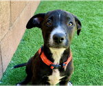 Small Labrador Retriever Mix