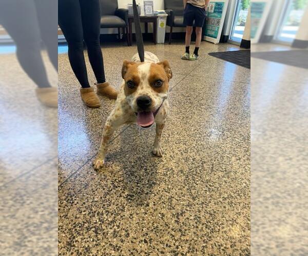 Medium Photo #1 Box heeler Puppy For Sale in Tracy, CA, USA