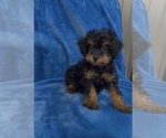Image preview for Ad Listing. Nickname: Lucky