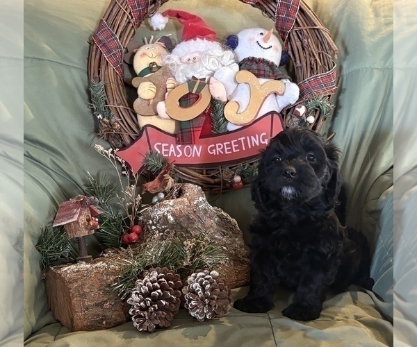 Medium Photo #5 Goldendoodle-Shih Tzu Mix Puppy For Sale in KLONDIKE, TX, USA