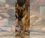 Small #1 Mutt