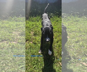 Mountain Cur-Unknown Mix Dogs for adoption in Jackson, MS, USA