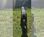 Buddy (Britton) - Male Mountain Cur-Unknown Mix Dog for Adoption - Small photo
