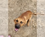 Small #6 Catahoula Leopard Dog