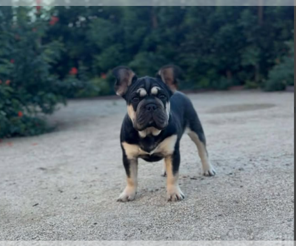 Medium Photo #1 French Bulldog Puppy For Sale in POMONA, CA, USA
