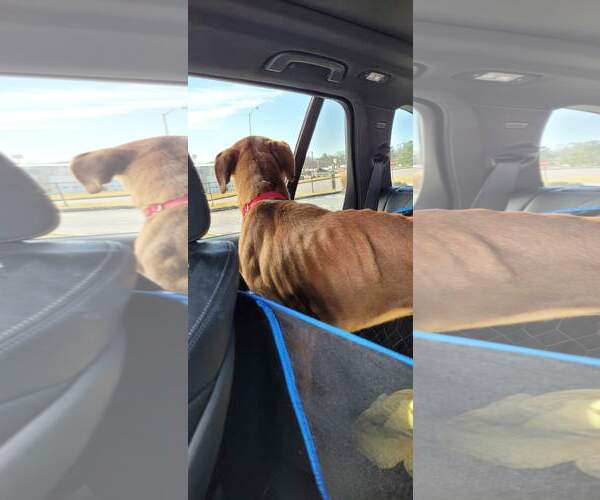 Medium Photo #16 Boxer Puppy For Sale in Burnsville, MN, USA