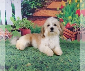 Havanese Puppy for sale in WINSTON SALEM, NC, USA