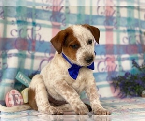 Australian Cattle Dog Puppy for sale in LANCASTER, PA, USA