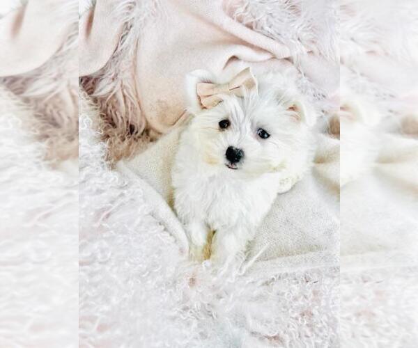 Medium Photo #8 Maltese Puppy For Sale in TAMPA, FL, USA