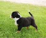 Small Photo #6 Bernese Mountain Dog Puppy For Sale in CLARE, MI, USA