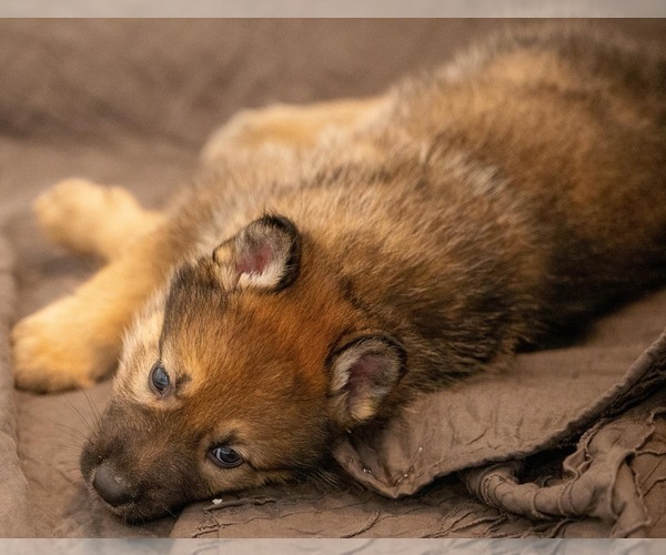 Medium Photo #14 Native American Indian Dog Puppy For Sale in WEST STOCKBRIDGE, MA, USA