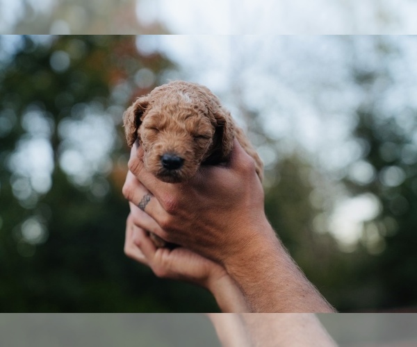 Medium Photo #1 Goldendoodle (Miniature) Puppy For Sale in DALLAS, OR, USA