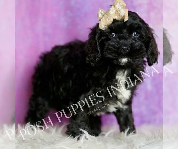 Medium Photo #26 Cavapoo (Miniature) Puppy For Sale in WARSAW, IN, USA