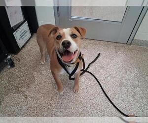 Mutt Dog for Adoption in Pueblo, Colorado USA