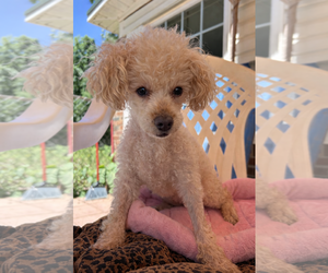 Poodle (Miniature) Dogs for adoption in Pacolet, SC, USA
