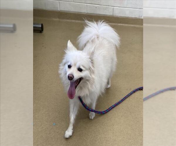 Medium Photo #1 Pomimo Puppy For Sale in Derwood, MD, USA