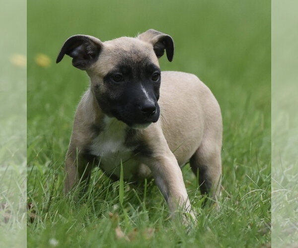 Medium Photo #9 Boxer-Unknown Mix Puppy For Sale in Mechanicsburg, PA, USA