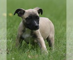 Small #8 Boxer Mix