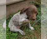 Small Photo #5 German Shorthaired Pointer Puppy For Sale in HARMONY, PA, USA