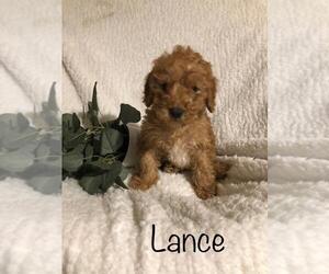 Goldendoodle-Poodle (Miniature) Mix Puppy for sale in FREDERICKSBG, OH, USA