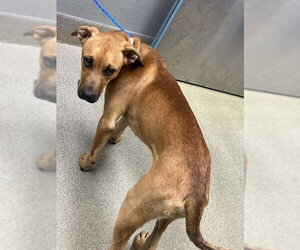 Rhodesian Ridgeback-Unknown Mix Dogs for adoption in Las Vegas, NV, USA