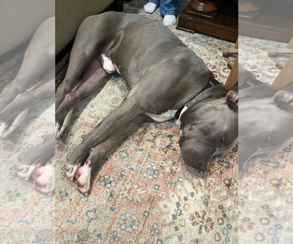 Medium Photo #6 American Pit Bull Terrier Puppy For Sale in Woodland Hills, CA, USA
