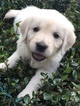 Small Photo #7 English Cream Golden Retriever Puppy For Sale in LAKELAND, FL, USA