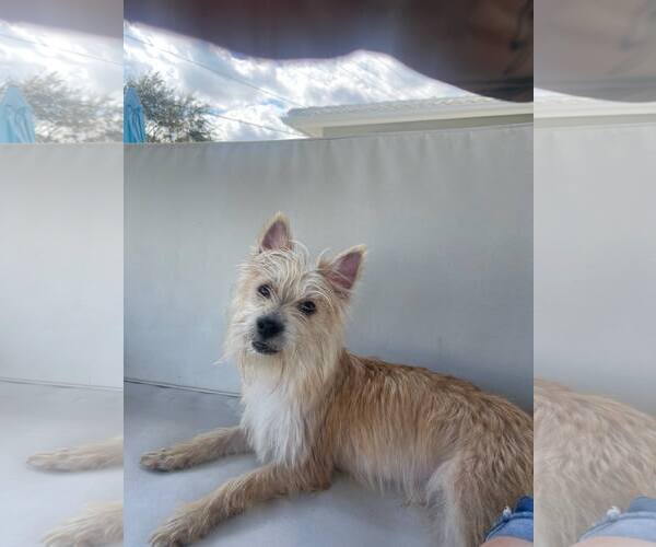 Medium Photo #3 Cairn Terrier Puppy For Sale in Pompano Beach , FL, USA