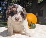 Small Photo #72 Miniature Bernedoodle Puppy For Sale in GOSHEN, IN, USA