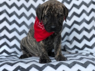 Presa Canario Puppy for sale in EAST EARL, PA, USA
