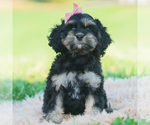 Puppy Jennie Cavapoo (Miniature)