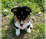 Small Photo #7 Pembroke Welsh Corgi Puppy For Sale in ROCKDALE, TX, USA