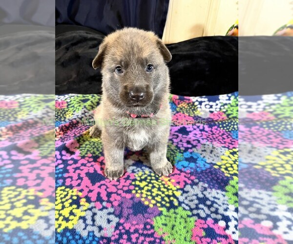 Medium Photo #7 German Shepherd Dog Puppy For Sale in PIEDMONT, MO, USA