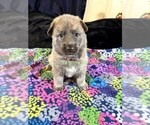 Holiday Garland - Female German Shepherd Dog Puppy for Sale - Photo #7