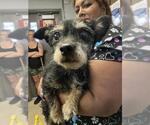 Small Mutt