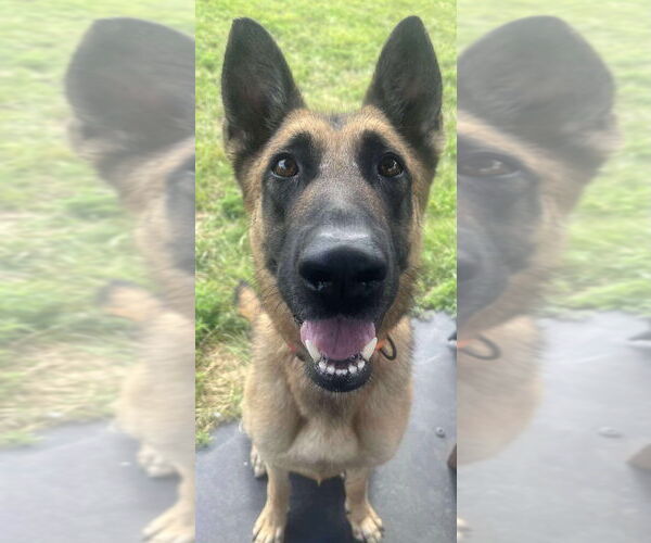 Medium Photo #4 German Shepherd Dog-Unknown Mix Puppy For Sale in Imlay City, MI, USA