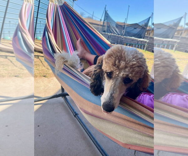 Medium Photo #4 Poodle (Standard)-Unknown Mix Puppy For Sale in Grafton, WI, USA