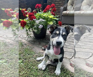 Mutt Dogs for adoption in Des Moines, IA, USA