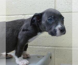 American Pit Bull Terrier Dogs for adoption in Downey, CA, USA