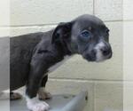 Small American Pit Bull Terrier