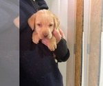Small #18 Labrador Retriever