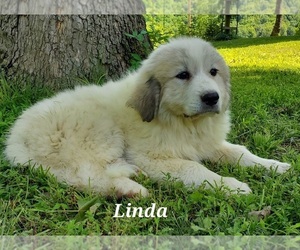 Medium Great Pyrenees