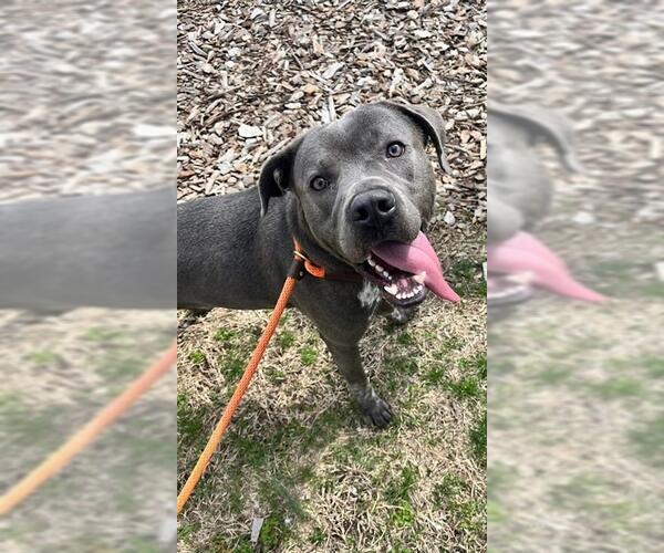 Medium Photo #3 American Pit Bull Terrier-Labrador Retriever Mix Puppy For Sale in Louisville, KY, USA