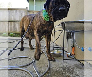 Mastiff-Unknown Mix Dogs for adoption in Pacifica, CA, USA