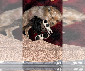 Yorkshire Terrier Litter for sale in CORRY, PA, USA