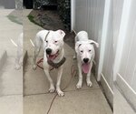 Small Photo #8 Dogo Argentino Puppy For Sale in Uwchlan, PA, USA