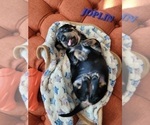 Small Photo #5 Dachshund Puppy For Sale in THORNTON, CO, USA